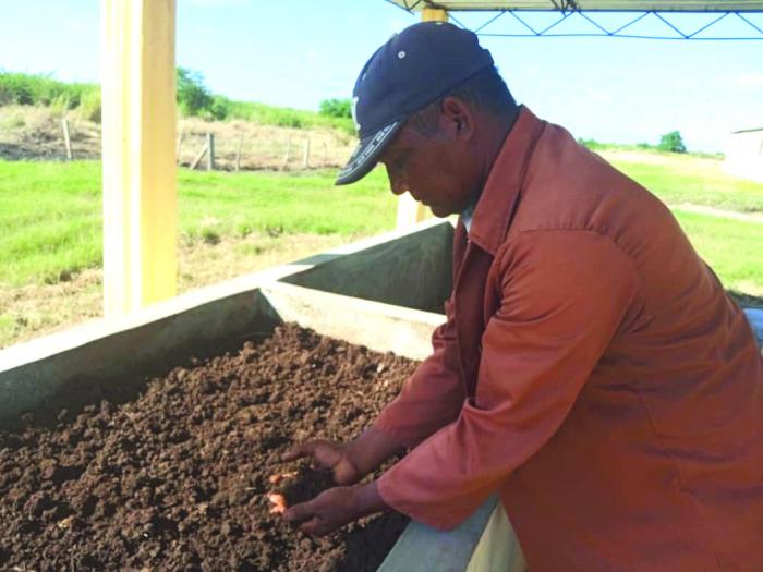 La aplicación de la humina, como bioproducto en áreas arroceras de la Empresa Agroindustrial de granos Fernando Echenique, favorece la calidad del grano y sus rendimientos.