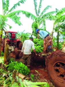 Es una prioridad la entrega de tierras en usufructo a personas naturales y jurídicas. Foto: Yensy Rivera Es una prioridad la entrega de tierras en usufructo a personas naturales y jurídicas. Foto: Yensy Rivera