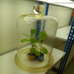 Procedimientos para la conservación del moho azul en laboratorio y pruebas de resistencia de genotipos de tabaco.