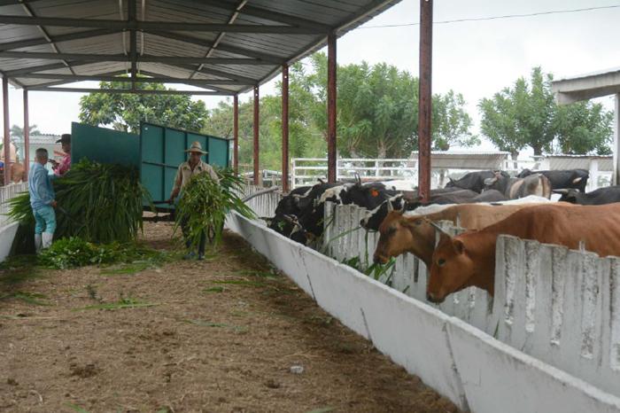 Empresa Pecuaria Venegas, del municipio de Yaguajay Foto: Tomado de ACN