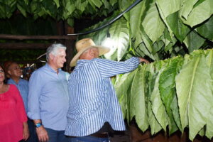 Díaz-Canel se interesó por la producción de capas de tabaco para los puros de exportación. Díaz-Canel se interesó por la producción de capas de tabaco para los puros de exportación.