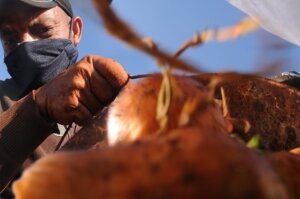 La CPA alquizareña Amistad Cuba México estará entre las cooperativas que aportará mayores volúmenes del tubérculo / Foto de Archivo La CPA alquizareña Amistad Cuba México estará entre las cooperativas que aportará mayores volúmenes del tubérculo / Foto de Archivo