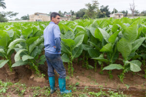 William es uno de los productores más integrales de la CCS Ormani Arenado de San Juan y Martínez / Fotos: Jaliosky Ajete Rabeiro William es uno de los productores más integrales de la CCS Ormani Arenado de San Juan y Martínez / Fotos: Jaliosky Ajete Rabeiro