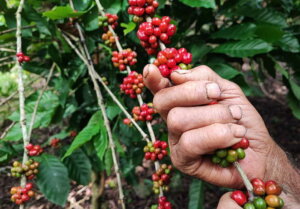“Este café tiene 43 años y solo hay que ver cómo pare”, afirma. “Este café tiene 43 años y solo hay que ver cómo pare”, afirma.