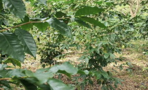 Anastasio cuenta con 6 hectáreas dedicadas al cultivo del preciado fruto. Anastasio cuenta con 6 hectáreas dedicadas al cultivodel preciado fruto.