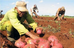 Los municipios tienen que construir sistemas agroalimentarios locales que sean capaces de cubrir algunos productos de la canasta básica. Foto: Pastor Batista Valdés Los municipios tienen que construir sistemas agroalimentarios locales que sean capaces de cubrir algunos productos de la canasta básica. Foto: Pastor Batista Valdés