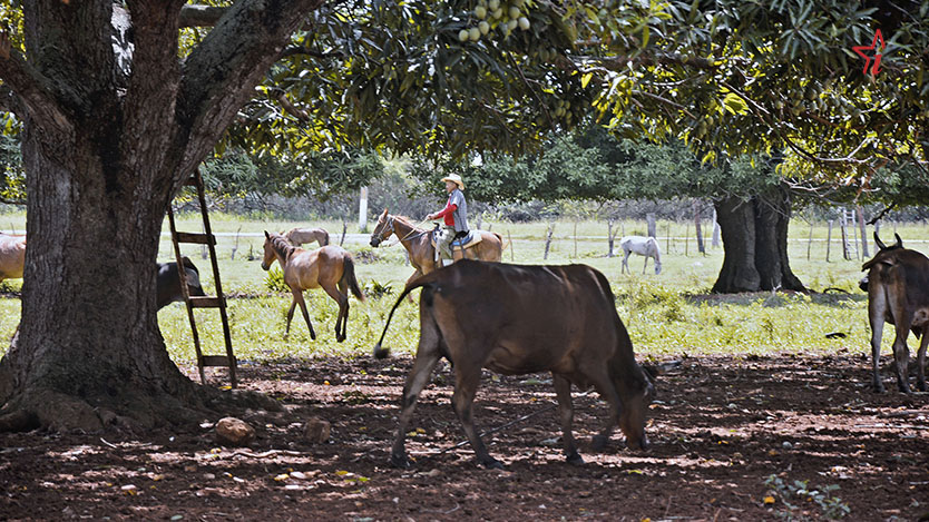 Foto: Michel Guerra