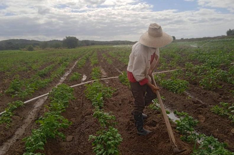 Ciencia, innovación y cultura agroecológica ponen en práctica los productores de esta cooperativa, pionera del cultivo de la papa en Trinidad. (Fotos: Osdany Pérez).