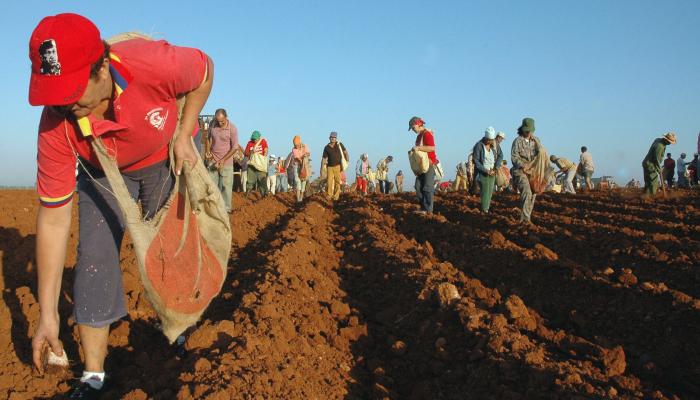 La campana de primavera garantiza cada ano un alto por ciento del consumo territorial y nacional de alimentos Foto Yordanka Almaguer