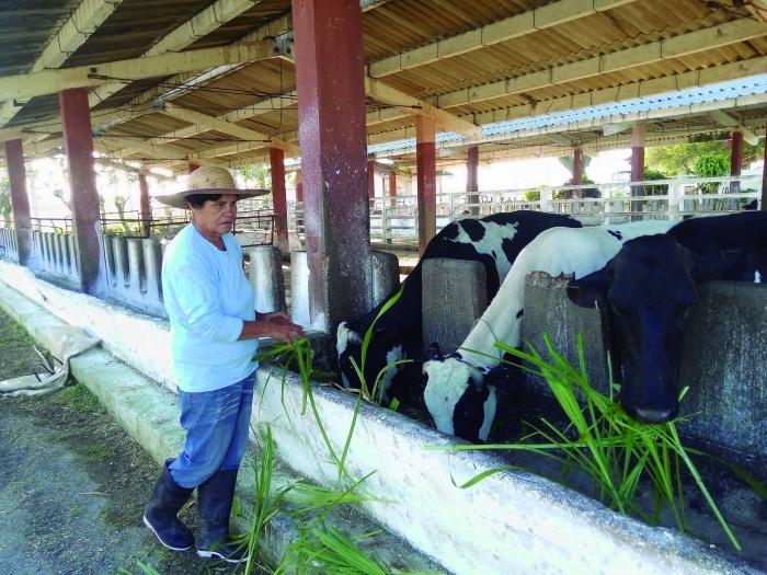 En la vaquería de Santa Elena velan, con amor, por la integridad de los animales. Foto: Ventura de Jesús García