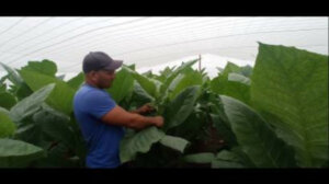 De su padre aprendió Yunior muchos de los secretos que hoy le sabe al tabaco De su padre aprendió Yunior muchos de los secretos que hoy le sabe al tabaco