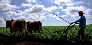 Es preciso buscar soluciones efectivas que permitan apoyar a los agricultores Foto Jose M Correa