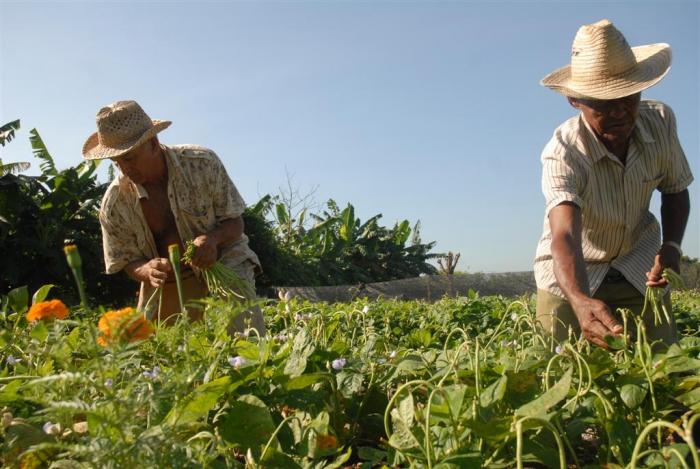 Hoy son mas de 140 000 fincas de la agricultura suburbana ubicadas en mas de 150 territorios del pais Foto Juan Antonio Borrego