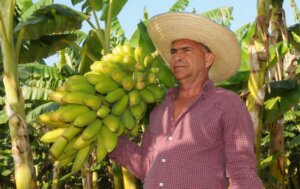 La experiencia de Pedro Manuel Dorado en el cultivo del platano debiera dejar de ser la excepcion y convertirse en regla