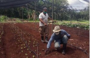 Proyecto HAB.AMA, el más grande hasta el momento en La Habana, dio un impulso significativo al Sector Agropecuario Habanero. Con financiamiento por cooperación internacional, cooperación italiana.