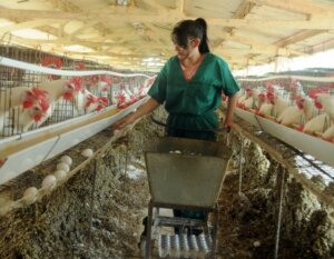 DEL MANEJO de las aves depende en gran medida el crecimiento en la producción de huevos / Foto: Otoniel Márquez DEL MANEJO de las aves depende en gran medida el crecimiento en la producción de huevos / Foto: Otoniel Márquez
