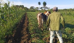 Más del 80 por ciento de la producción agrícola en la provincia está en manos del sector cooperativo y campesino. (Foto: José Luis Camellón/Escambray).