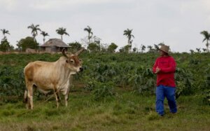 Ganaderia en Pinar del Rio Foto Ismael Francisco