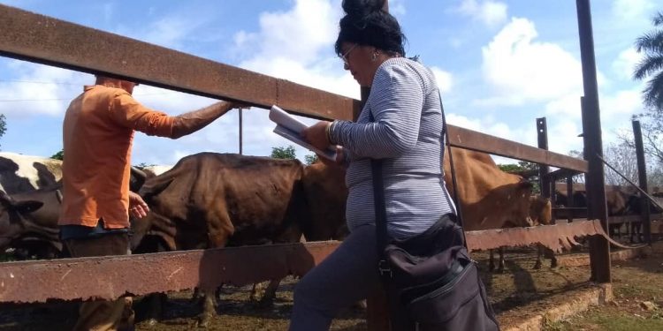 El 1 de marzo inició en la provincia la investigación especial al ganado mayor / Foto: Ariel Sáenz