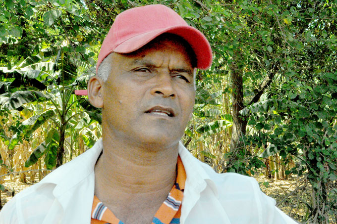 Casi 54 años, de los 55 que tiene de vida, lleva el campesino jiguanisero Luis Enrique Duany Machado desandando por el campo: “Apenas comencé a caminar, y salía detrás de algún familiar, atado a los encantos y el aroma de las plantaciones”, evoca quien sigue prendido de la tierra en La Jatía. Asociado a la organización de base de la Anap, en la cooperativa de créditos y servicios Ignacio Pérez, es productor de cultivos varios y de la cría de ganado vacuno y ovino, en una finca de 14. 4 hectáreas de extensión, la que recibió en usufructo. “Lo primero que hago al acometer la tarea es estudiar y preguntar, y lo otro, atender con amor el suelo, los cultivos y los animales”, expresó cuando ejemplifica como enfrenta las dificultades y el problema que obstaculice su trabajo. “Para que vea, el terreno que cogí fue declarado no apto para los cultivos varios y demostré que es posible ponerlo a producir con el mejoramiento del suelo e inteligencia, que donde no da una mata no va, ni gastar semillas para no cosechar el fruto, tampoco lo hago. Por eso le puse a mi finca Sí se puede¨. El usufructuario ratificó su compromiso de entregar 22 litros de leche fresca de vaca diaria que tiene como plan, a partir de junio próximo, y al propósito de vender cada año, una tonelada de carne del ovino, al contar con los pies de cría, sementales y demás condiciones para lograrlo. Vanguardia nacional en la emulación por el 17 de Mayo, Duany, como todos le llaman, aplica a la siembra materia orgánica, que produce con buenos rendimientos agrícolas, mientras garantiza el riego, con el tiro de agua, con tracción animal, cada mañana, desde el Río Contramaestre. “Soy optimista y tengo plena confianza en lo que está haciéndose en la rehabilitación de las redes hidráulicas del polo productivo de Cauto La Yaya, con una inversión millonaria en momentos tan difíciles para la economía nacional.¨ Orgulloso de su tradición familiar, de padre y abuelos, destacó el apoyo laboral de la esposa, hermanos y sobrinos para hacer avanzar la producción de alimentos. A sus méritos como campesino, se suman el de ser combatiente internacionalista en la liberación de la República Popular de Angola e integrar las filas del Partido Comunista de Cuba. Deja un comentario Tu dirección de correo electrónico no será publicada. Los campos obligatorios están marcados con * Nombre * Correo electrónico * Web Save my name, email, and website in this browser for the next time I comment. EN PORTADA Movimientos migratorios marcarán al siglo XXI, avizora OIM Movimientos migratorios marcarán al siglo XXI, avizora OIM 22 mayo, 2024 Naciones Unidas, – Los altos flujos migratorios marcarán al siglo XXI definitivamente, mientras las tendencias globales apuntan hoy a un aumento del número de desplazados, de acuerdo con la Organización Internacional para las Migraciones (OIM).» » » Deportes Leonardo Díaz: Kobe 2024 y los recuerdos de otro triste pasaje 20 mayo, 2024 Alazanes ganaron con sobresalto en la despedida a Mayabeque 19 mayo, 2024 Alazanes repiten nocaut sobre Mayabeque y se afincan en el segundo lugar 18 mayo, 2024 Cultura Esta noche Macubá en Primavera Teatral 22 mayo, 2024 Colombia presente en la Primavera Teatral 21 mayo, 2024 Cuando fui pájaro, en Primavera Teatral 21 mayo, 2024 Turismo Air China regresa a Cuba con nuevos aires 17 mayo, 2024 Acoge Bayamo competencia de coctelería 14 mayo, 2024 China país invitado de honor a FitCuba 2025 en La Habana 4 mayo, 2024 Economía Realizarán foro empresarial Cuba-Unión Económica Euroasiática 18 mayo, 2024 Celebran conferencia agrícola entre Cuba y EEUU 13 mayo, 2024 Reanudan envíos de remesas a Cuba a través de Western Union 10 mayo, 2024 Nacionales Cuba reafirma postura contra el terrorismo en todas sus formas Cuba reafirma postura contra el terrorismo en todas sus formas 21 mayo, 2024 Tormenta afecta la zona norte de central provincia de Cuba 21 mayo, 2024 Cuba felicita a nuevo presidente de Parlamento de Vietnam 21 mayo, 2024 Internacionales Movimientos migratorios marcarán al siglo XXI, avizora OIM Movimientos migratorios marcarán al siglo XXI, avizora OIM 22 mayo, 2024 Javier Milei avisa que no prevé cancelar su viaje a España en junio 21 mayo, 2024 Lula afirma que desastre climático cambió paradigma en Brasil Foto/Agustín Rodríguez Sam