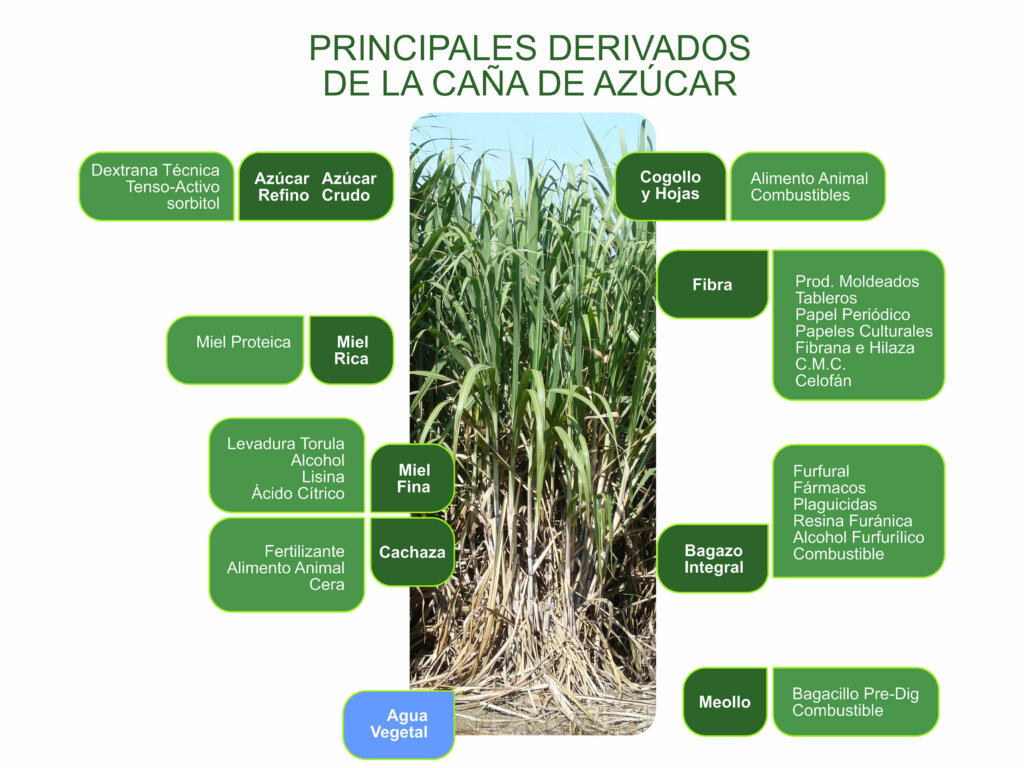 Derivados de la caña de Azúcar. Foto: Internet