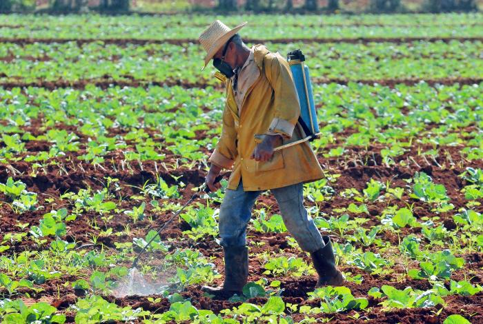 El CBQ-AgroG se recomienda para incrementar los rendimientos en cultivos como el frijol, el tomate, el tabaco y el café. Foto: José Manuel Correa