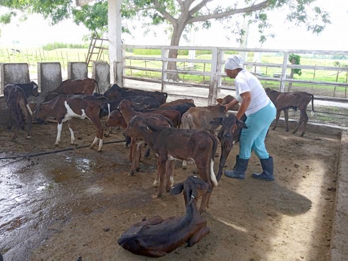 La introducción paulatina de la ciencia es una práctica que durante años ha fortalecido la producción ganadera en la UBPC. Foto: Mailenys Oliva Ferrales