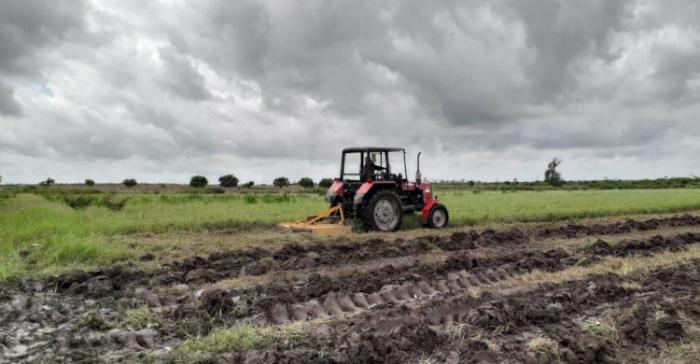Actualmente se lleva a cabo una evaluación para saber la disponibilidad de cultivos en los campos, a fin de conocer cuánto pudiera cosecharse en los próximos meses. Foto: Alina López Ochoa
