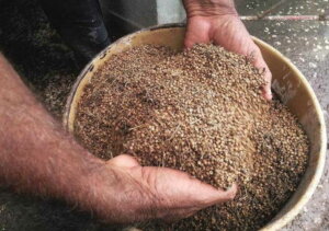 La semilla degenera, llega el momento en que el rendimiento baja y siempre se necesita refrescar, declara Onelquis Gutiérrez. La semilla degenera, llega el momento en que el rendimiento baja y siempre se necesita refrescar, declara Onelquis Gutiérrez.