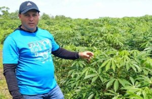 Tengo como plan 600 toneladas entre viandas y hortalizas, pero pienso andar por las 700 toneladas, explica Nelsito. (Fotos: José Luis Camellón/Escambray). Tengo como plan 600 toneladas entre viandas y hortalizas, pero pienso andar por las 700 toneladas, explica Nelsito. (Fotos: José Luis Camellón/Escambray).