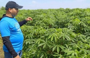 Nelson González no es un campesino común, pero ha sabido sacarle frutos a la tierra y buenas hojas al tabaco. Nelson González no es un campesino común, pero ha sabido sacarle frutos a la tierra y buenas hojas al tabaco.