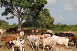 En Trinidad avanza a buen ritmo ejercicio conjunto de control de la tierra y tenencia de ganado mayor. (Fotos: Facebook) En Trinidad avanza a buen ritmo ejercicio conjunto de control de la tierra y tenencia de ganado mayor. (Fotos: Facebook)