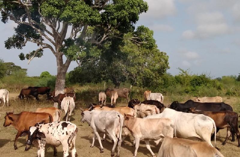 En Trinidad avanza a buen ritmo ejercicio conjunto de control de la tierra y tenencia de ganado mayor. (Fotos: Facebook)