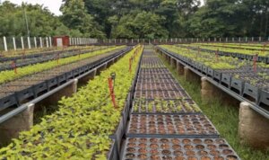 El vivero explota tecnologías modernas y se puso en marcha recientemente con la selección de las semillas. (Foto: Amaury Santander) El vivero explota tecnologías modernas y se puso en marcha recientemente con la selección de las semillas. (Foto: Amaury Santander)