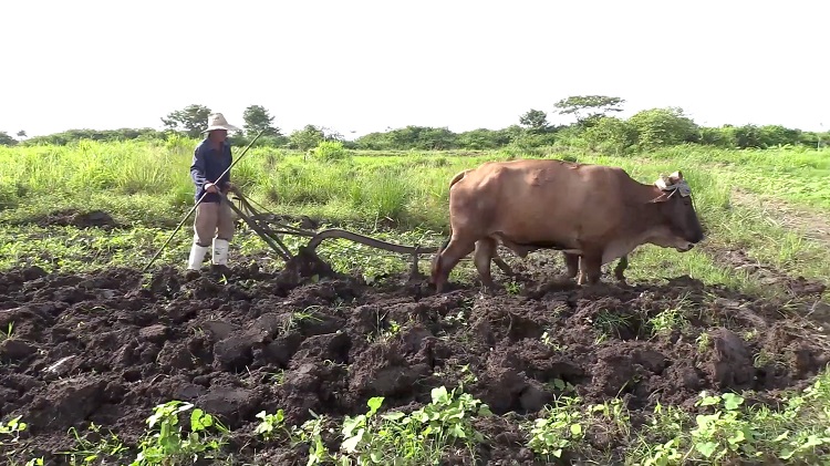La tracción animal es el único método utilizado para la preparación de tierras Foto/ Pedro Lázaro Rodríguez Gil