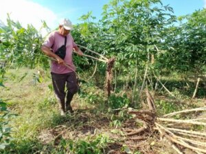 La yuca es uno de los cultivos que ya se han ofertado en los puntos de venta. Foto: Gerardo Mayet Cruz La yuca es uno de los cultivos que ya se han ofertado en los puntos de venta. Foto: Gerardo Mayet Cruz