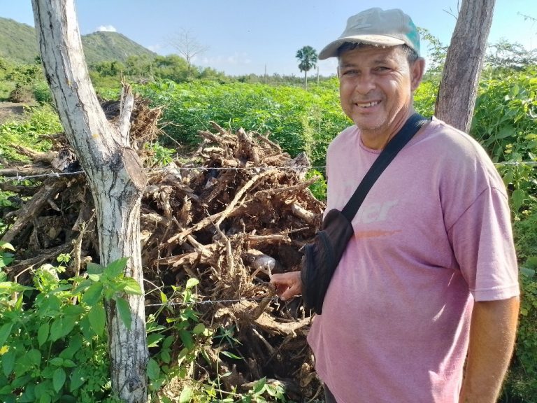 El productor muestra las raíces de marabú que han sido exorcizadas de las tierras. Foto: Gerardo Mayet Cruz