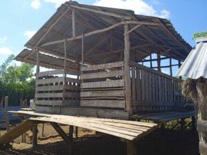 Emplean en Finca Axaruco tarimas rústicas para cabras Emplean en Finca Axaruco tarimas rústicas para cabras