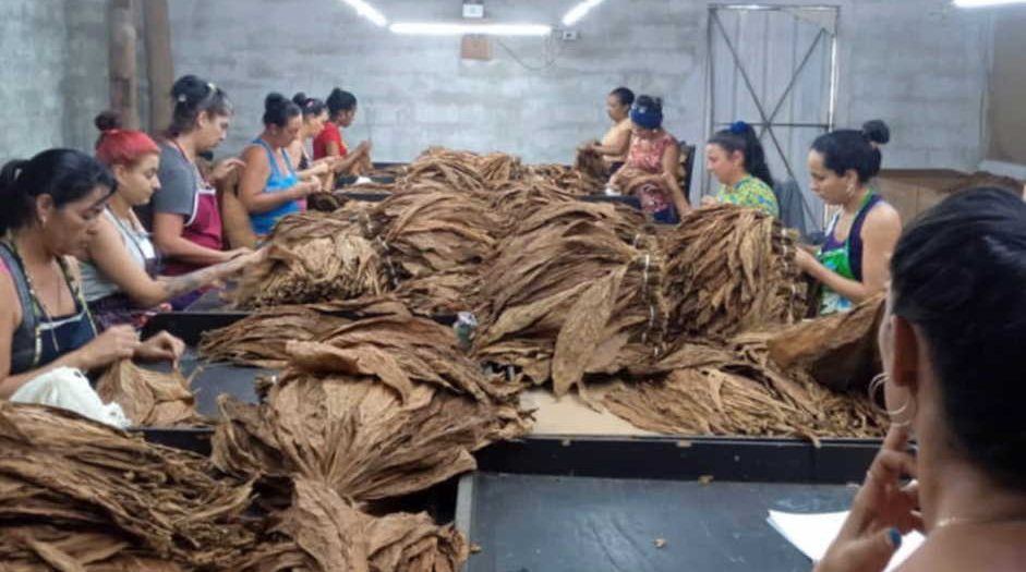 La escogida se integra al proyecto de la cura controlada para cerrar el ciclo del proceso del tabaco en la propia finca. (Foto: José Luis Camellón/Escambray).