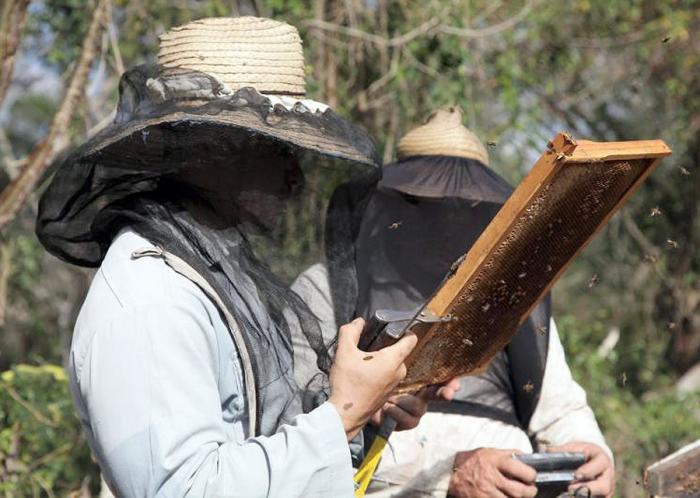 El segundo pico de producción de miel se extiende de octubre a diciembre. Foto: Periódico Escambray