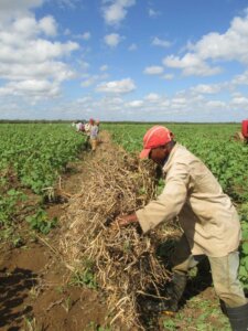  La cooperativa es esencial en el fortalecimiento de los sistemas productivos locales. Foto: Ortelio González Martínez 