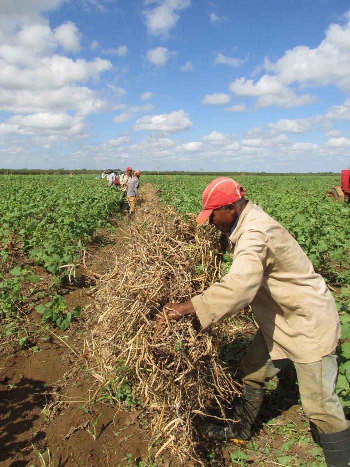 La cooperativa es esencial en el fortalecimiento de los sistemas productivos locales. Foto: Ortelio González Martínez