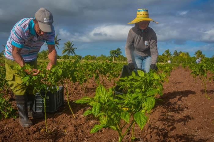 El Decreto Ley 76 De las Cooperativas Agropecuarias, las define como una asociación voluntaria de personas para la satisfacción de necesidades económicas, sociales y culturales de sus miembros. Foto: ACN