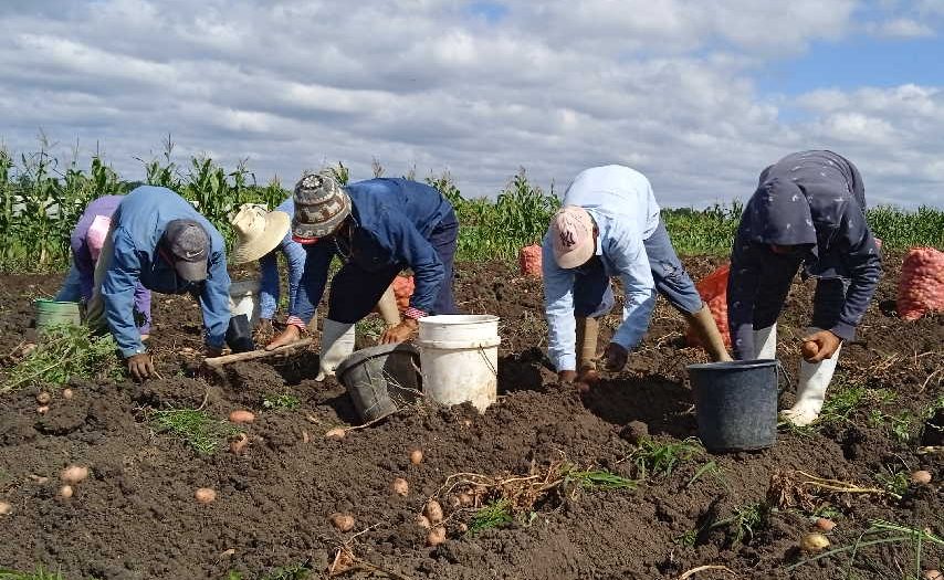 Esta vez el proceso sube la contratación hasta el 80 por ciento de la producción. (Foto: José Luis Camellón/ Escambray)