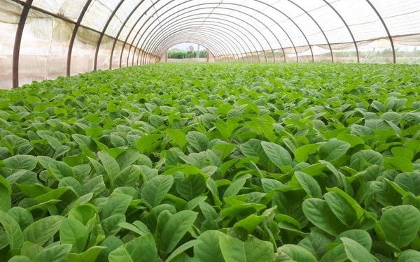 Millones de posturas esperan por ser trasladadas a los campos / Foto de Archivo