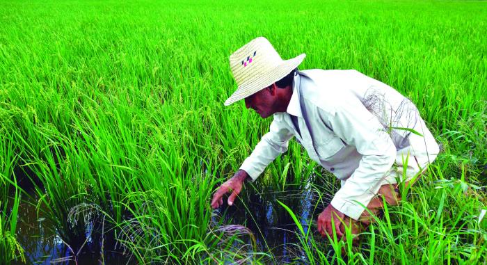 El país realiza enormes esfuerzos para garantizar cada mes el arroz de la canasta familiar normada. Foto: Modesto Gutiérrez