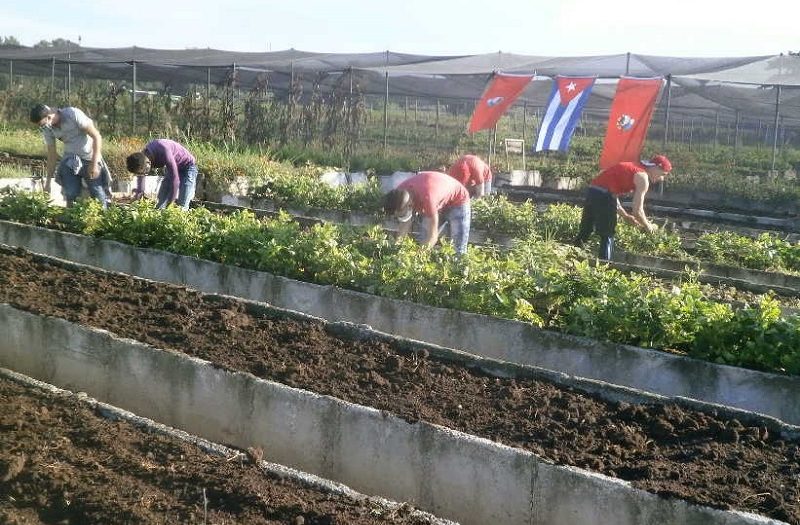 Los jóvenes espirituanos darán su aporte en la producción de alimentos y otras tareas de impacto. (Foto: Carmen Rodríguez/ Escambray)
