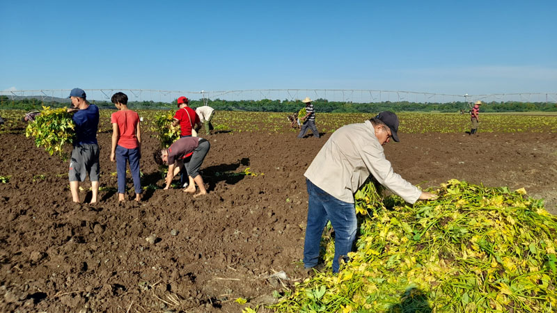 Trabajo productivo masivo en el frente mambí Arroyo Seco, municipio Gibara. Fotos: Del autor
