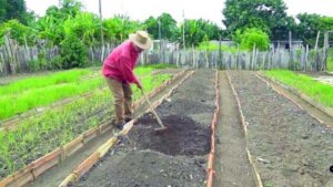 1 campesino pinar del rio guerrillero 600x338 1 1 campesino pinar del rio guerrillero 600x338 1