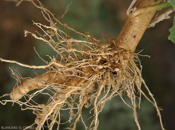 Cultiva Manejo de nematodos